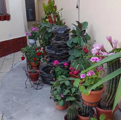 Marius-camere De Inchiriat